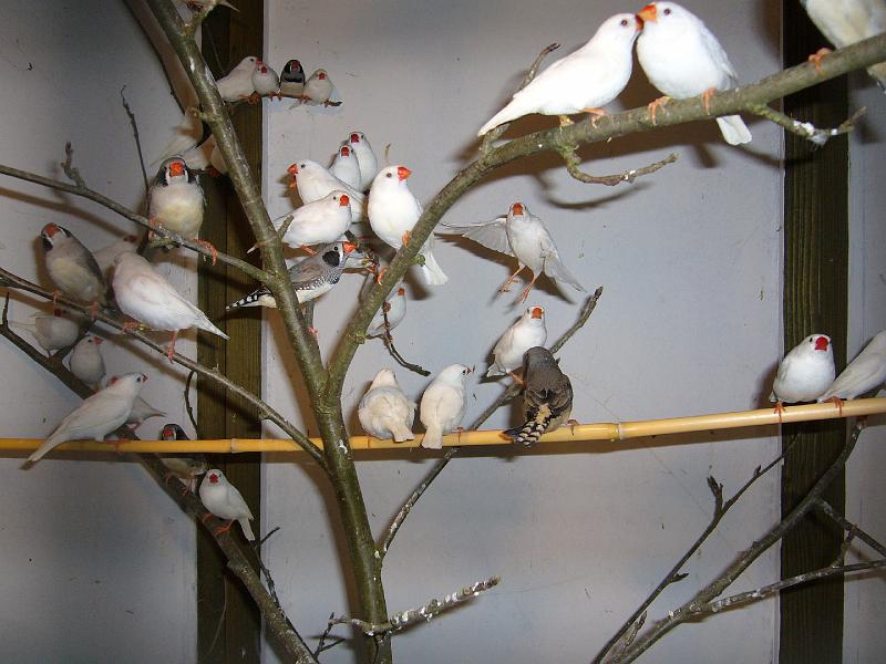 Mastholte 2008 176.jpg - Jugendbetreuung während der Rassegeflügelschau Mastholte 2008  Schätzspiel "wie viele Zebrafinken sind in der Vogelvoliere?"